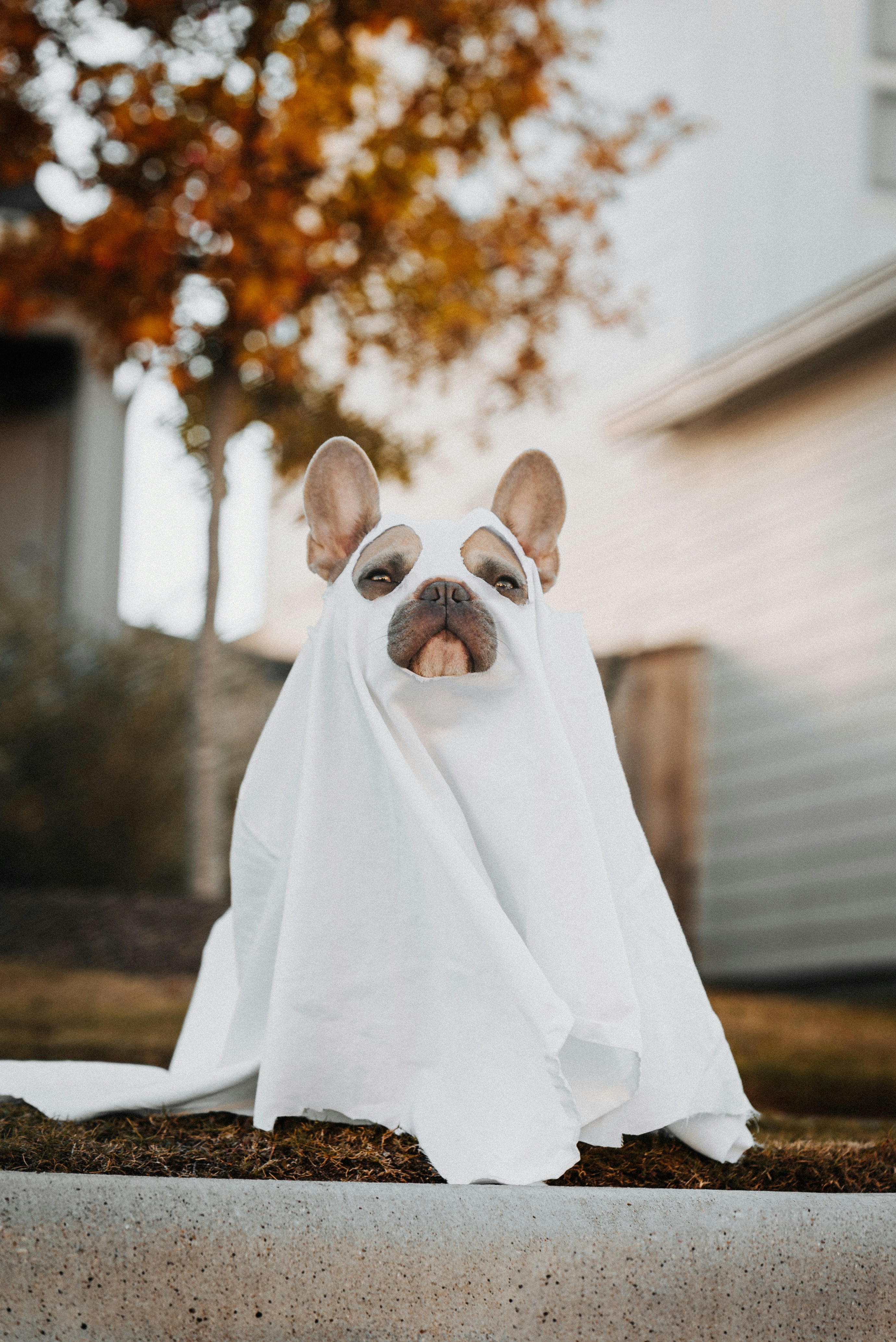 Spøkelseshund